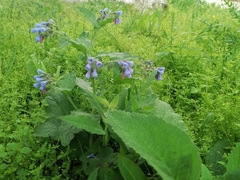 Symphytum caucasicum