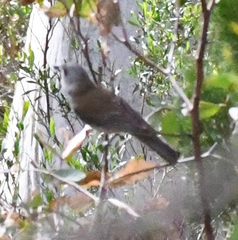 Colluricincla harmonica