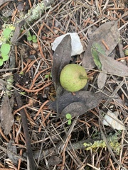 Ficus carica