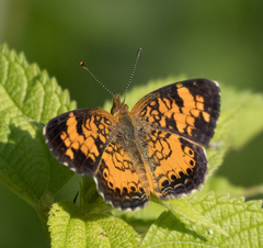 Phyciodes cocyta