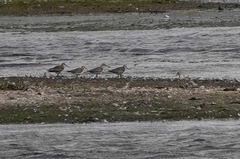 Calidris ferruginea