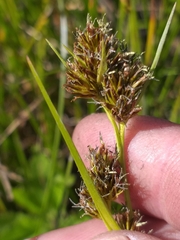 Cyperus durus
