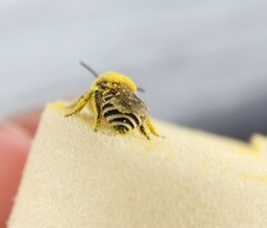 Colletes halophilus