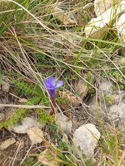 Gentianopsis ciliata