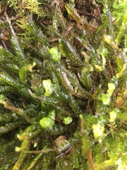 Plagiochila