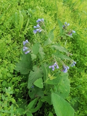 Symphytum caucasicum