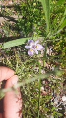 Moraea setifolia