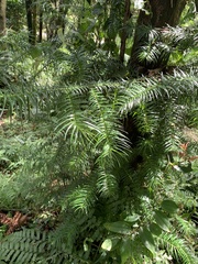 Cunninghamia