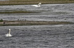 Calidris ferruginea