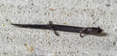 Plethodontidae