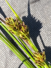 Cyperus durus