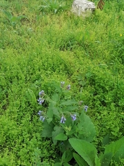 Symphytum caucasicum