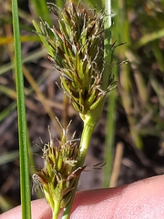 Cyperus durus