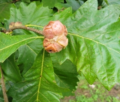 Andricus quercusstrobilanus