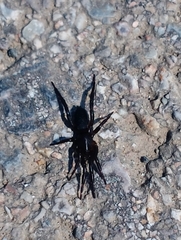Zelotes