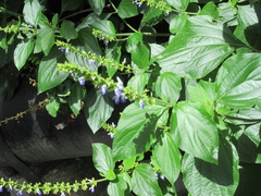 Salvia xalapensis
