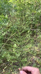Equisetum arvense