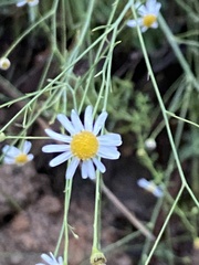 Boltonia asteroides
