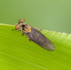 Holcocephala