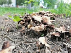 Coprinopsis romagnesiana