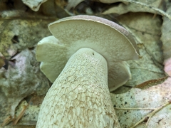 Tylopilus felleus