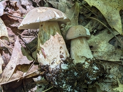 Tylopilus felleus
