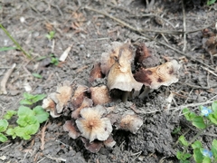 Coprinopsis romagnesiana