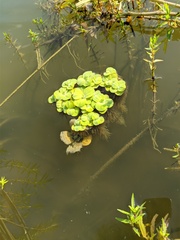 Pistia stratiotes