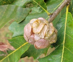 Andricus quercusstrobilanus