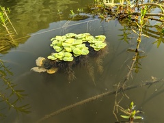 Pistia stratiotes