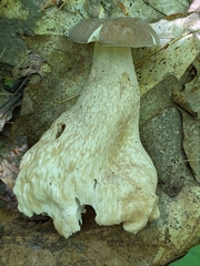 Tylopilus felleus