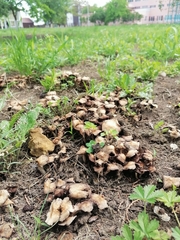 Coprinopsis romagnesiana