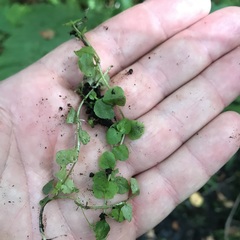 Chrysosplenium americanum