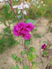 Clarkia