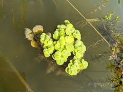 Pistia stratiotes