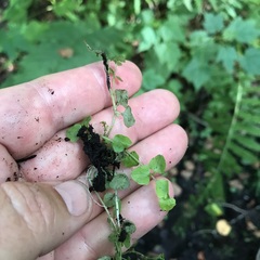 Chrysosplenium americanum