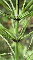 Equisetum arvense