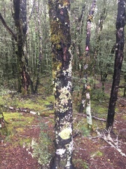 Yarrumia colensoi