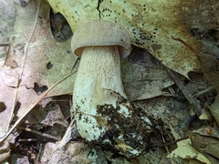 Tylopilus felleus