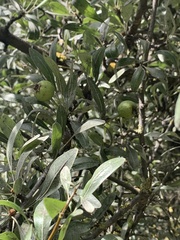 Pyrus