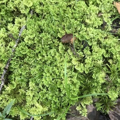 Trichocolea tomentella