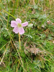 Geranium columbinum
