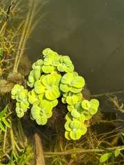 Pistia stratiotes