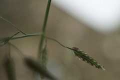 Eragrostis minor