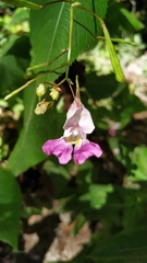 Impatiens balfourii
