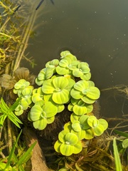 Pistia stratiotes