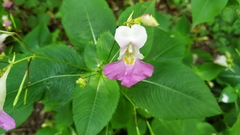 Impatiens balfourii