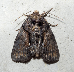 Chytonix palliatricula