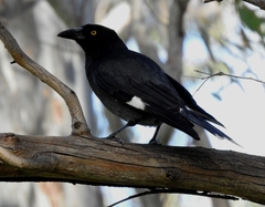 Strepera graculina
