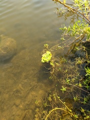 Pistia stratiotes